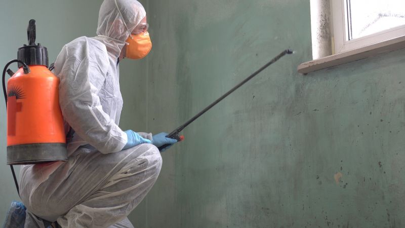 Mold Inspection and Removal